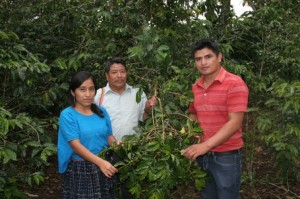 Guatemalan Coffee Growers in Coban