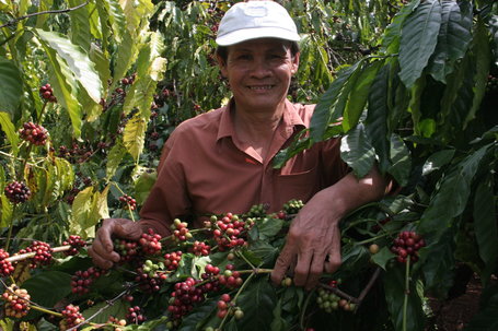 Vietnam 2013-14 Coffee Exports To Jan 31 Seen Down 32% To 6.87 Million ...